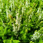Šalvia hájna (Salvia nemorosa) ´SENSATION WHITE´ - kont. C1,5L